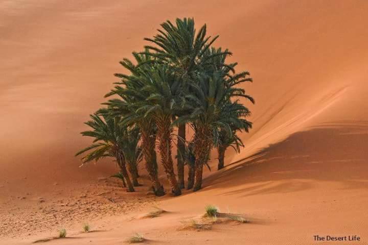 Bivouac Camel Trips Hotel Merzouga Luaran gambar
